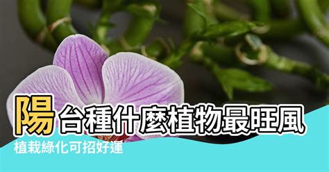 陽台種花風水|陽台種什麼植物最旺風水？答案都在這裡！